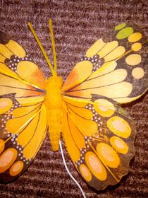 Schmetterling