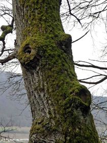 Eichenstamm mit Astaugen