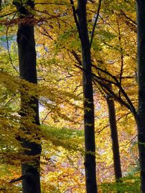 Buchenwald im Herbst