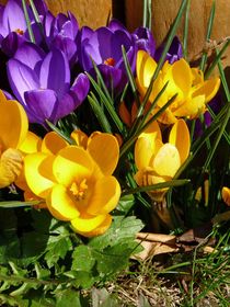 Krokus als Frühlingsbote