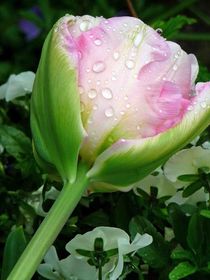 Tulpe mit Regentropfen