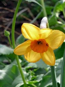 Osterglocke im Garten