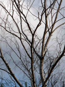 Kahler Baum im Winter