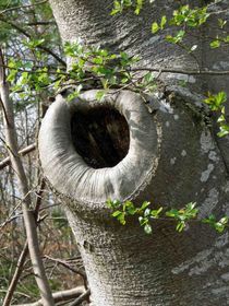 Buchenstamm mit Auge