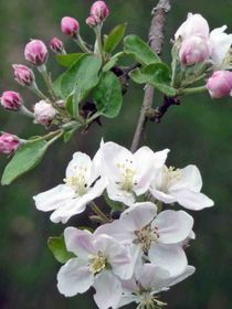 Birnenblüte