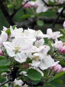 Blühender Birnenbaum