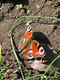 Schmetterling auf dem Boden