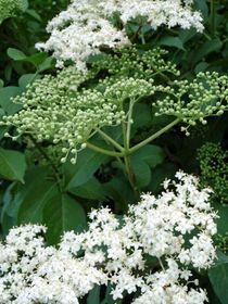 Holunderblüten