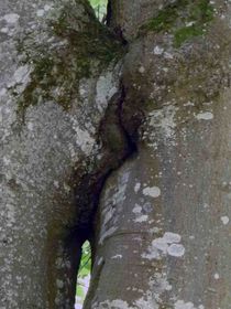Buchenstämme mit Figur