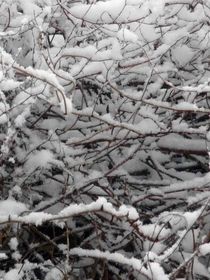 Gebüsch mit Schnee