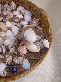 Muscheln im Korb